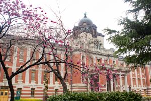 名古屋市市政資料館、オオカンザクラ、3月の春の花、名古屋市東区の観光・撮影スポットの画像と写真