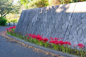荒子川公園、彼岸花、9月の秋の花、名古屋市中川区の観光・撮影スポットの画像と写真
