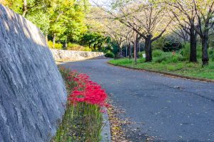 荒子川公園、彼岸花、9月の秋の花、名古屋市中川区の観光・撮影スポットの画像と写真
