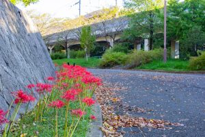荒子川公園、彼岸花、9月の秋の花、名古屋市中川区の観光・撮影スポットの画像と写真