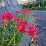 荒子川公園、彼岸花、9月の秋の花、名古屋市中川区の観光・撮影スポットの画像と写真