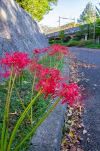 荒子川公園、彼岸花、9月の秋の花、名古屋市中川区の観光・撮影スポットの画像と写真