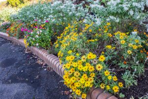 荒子川公園、9月の秋の花、名古屋市中川区の観光・撮影スポットの画像と写真