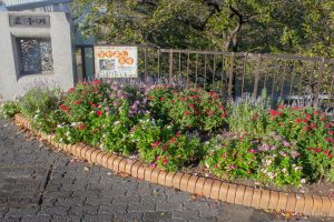 荒子川公園、9月の秋の花、名古屋市中川区の観光・撮影スポットの画像と写真