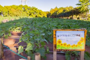 荒子川公園、ひまわり、9月の秋の花、名古屋市中川区の観光・撮影スポットの画像と写真