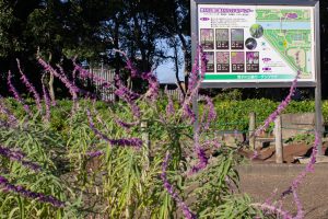 荒子川公園、ラベンダー、9月の秋の花、名古屋市中川区の観光・撮影スポットの画像と写真