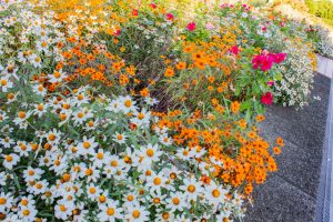 荒子川公園、9月の秋の花、名古屋市中川区の観光・撮影スポットの画像と写真