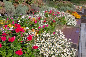荒子川公園、9月の秋の花、名古屋市中川区の観光・撮影スポットの画像と写真