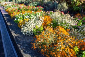 荒子川公園、9月の秋の花、名古屋市中川区の観光・撮影荒子川公園、9月の秋の花、名古屋市中川区の観光・撮影スポットの画像と写真