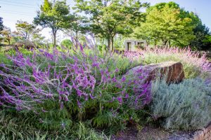 荒子川公園、ラベンダー、9月の秋の花、名古屋市中川区の観光・撮影スポットの画像と写真