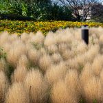 戸田川緑地、コキア、10月の秋の花、名古屋市港区の観光・撮影スポットの名所
