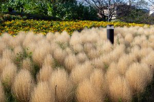 戸田川緑地、コキア、10月の秋の花、名古屋市港区の観光・撮影スポットの名所