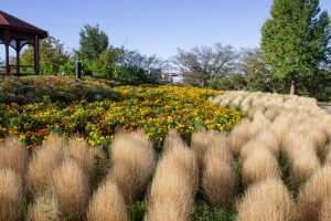 戸田川緑地、コキア、10月の秋の花、名古屋市港区の観光・撮影スポットの名所
