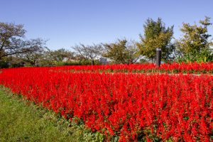 戸田川緑地、サルビア、10月の秋の花、名古屋市港区の観光・撮影スポットの名所