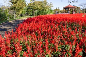 戸田川緑地、サ戸田川緑地、サルビア、10月の秋の花、名古屋市港区の観光・撮影スポットの名所