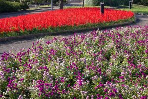 戸田川緑地、サルビア、10月の秋の花、名古屋市港区の観光・撮影スポットの名所