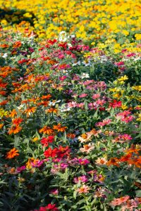 戸田川緑地、10月の秋の花、名古屋市港区の観光・撮影スポットの名所