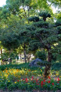 戸田川緑地、10月の秋の花、名古屋市港区の観光・撮影スポットの名所