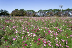 なばなの里、コスモス、10月の秋の花、三重県桑名市の観光・撮影スポットの画像と写真