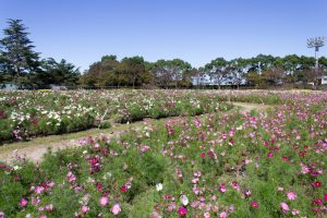 なばなの里、コスモス、10月の秋の花、三重県桑名市の観光・撮影スなばなの里、コスモス、10月の秋の花、三重県桑名市の観光・撮影スポットの画像と写真