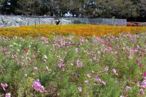 なばなの里、コスモス、10月の秋の花、三重県桑名市の観光・撮影スポットの画像と写真