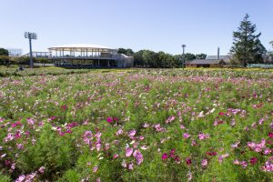 なばなの里、コスモス、10月の秋の花、三重県桑名市の観光・撮影スポットの画像と写真