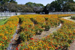 なばなの里、キバナコスモス、10月の秋の花、三重県桑名市の観光・撮影スポットの画像と写真
