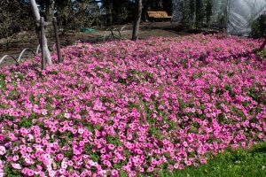 なばなの里、10月の秋の花、三重県桑名市の観光・撮影スポットの画像と写真