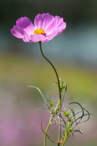 なばなの里、コスモス、10月の秋の花、三重県桑名市の観光・撮影スポットの画像と写真