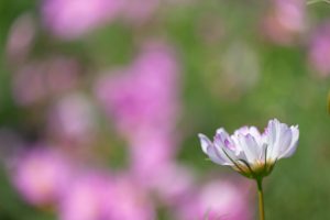 なばなの里、コスモス、10月の秋の花、三重県桑名市の観光・撮影スポットの画像と写真