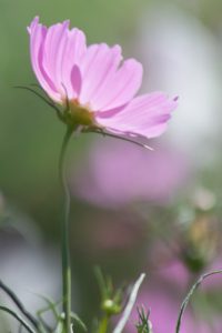 なばなの里、コスモス、10月の秋の花、三重県桑名市の観光・撮影スポットの画像と写真