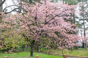 万葉公園、河津桜、3月の春の花、愛知県一宮市の観光・撮影スポットの画像と写真