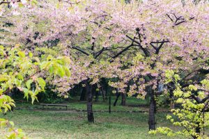 万葉公園、河津桜、3月の春の花、愛知県一宮市の観光・撮影スポットの画像と写真