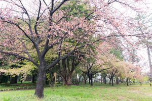 万葉公園、河津桜、3月の春の花、愛知県一宮市の観光・撮影スポットの画像と写真