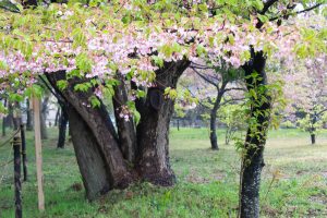 万葉公園、河津桜、3月の春の花、愛知県一宮市の観光・撮影スポットの画像と写真