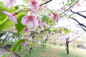 万葉公園、河津桜、3月の春の花、愛知県一宮市の観光・撮影スポットの画像と写真