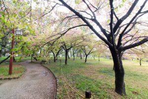 万葉公園、河津桜、3月の春の花、愛知県一宮市の観光・撮影スポットの画像と写真