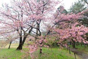 万葉公園、河津桜、3月の春の花、愛知県一宮市の観光・撮影スポットの画像と写真