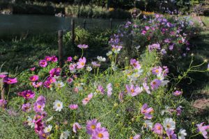 河川環境楽園オアシスパーク、コスモス、10月の秋の花、岐阜県各務原市の観光・撮影スポットの画像と写真