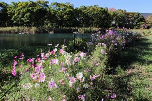 河川環境楽園オアシスパーク、コスモス、10月の秋の花、岐阜県各務原市の観光・撮影スポットの画像と写真