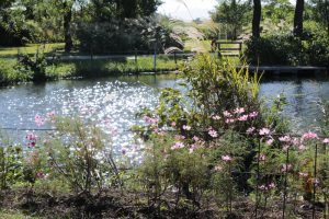河川環境楽園オアシスパーク、コスモス、10月の秋の花、岐阜県各務原市の観光・撮影スポットの画像と写真