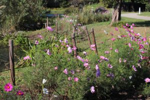 河川環境楽園オアシスパーク、コスモス、10月の秋の花、岐阜県各務原市の観光・撮影スポットの画像と写真