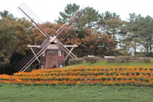 名城公園、キバナコスモス、オランダ風車、10月の秋の花、名古屋市北区の観光・撮影スポットの画像と写真
