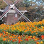 名城公園、キバナコスモス、オランダ風車、10月の秋の花、名古屋市北区の観光・撮影スポットの画像と写真