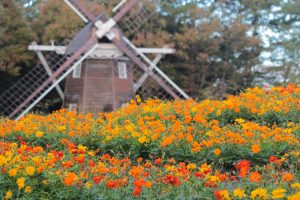 名城公園、キバナコスモス、オランダ風車、10月の秋の花、名古屋市北区の観光・撮影スポットの画像と写真