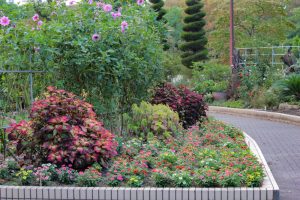 名城公園、10月の秋の花、名古屋市北区の観光・撮影スポットの画像と写真