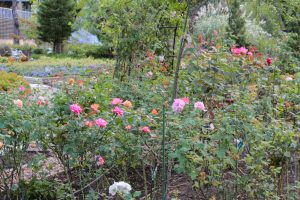 名城公園、バラ、10月の秋の花、名古屋市北区の観光・撮影スポットの画像と写真名城公園、バラ、10月の秋の花、名古屋市北区の観光・撮影スポットの画像と写真