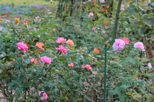名城公園、バラ、10月の秋の花、名古屋市北区の観光・撮影スポットの画像と写真