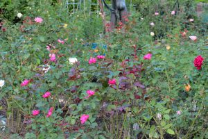 名城公園、バラ、10月の秋の花、名古屋市北区の観光・撮影スポットの画像と写真