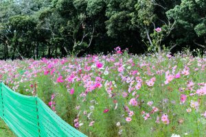 庄内緑地公園、コスモス、10月の秋の花、名古屋市西区の観光・撮影スポットの画像と写真